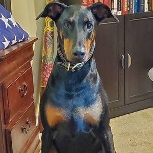 Meet your Posher, Dan